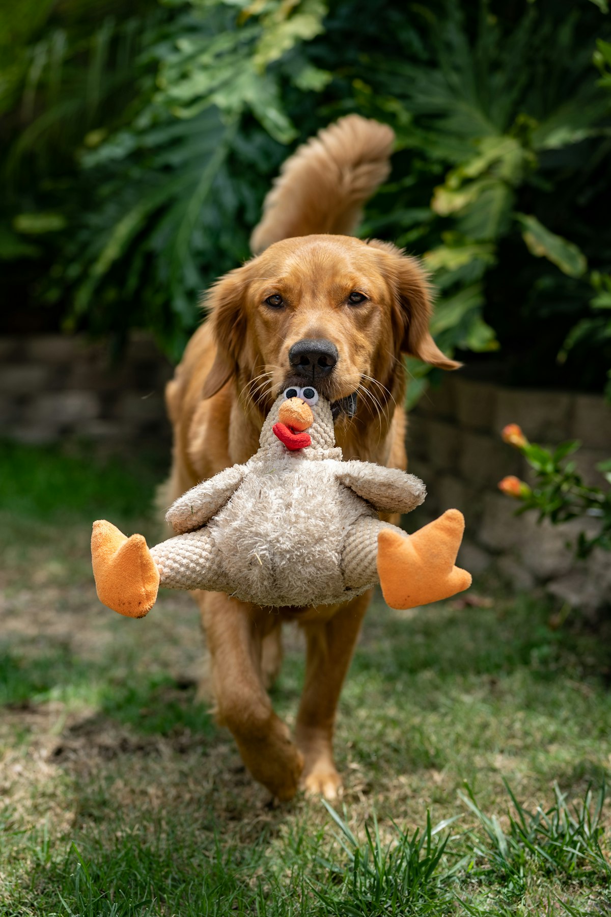 Golden retriever holding a plush toy