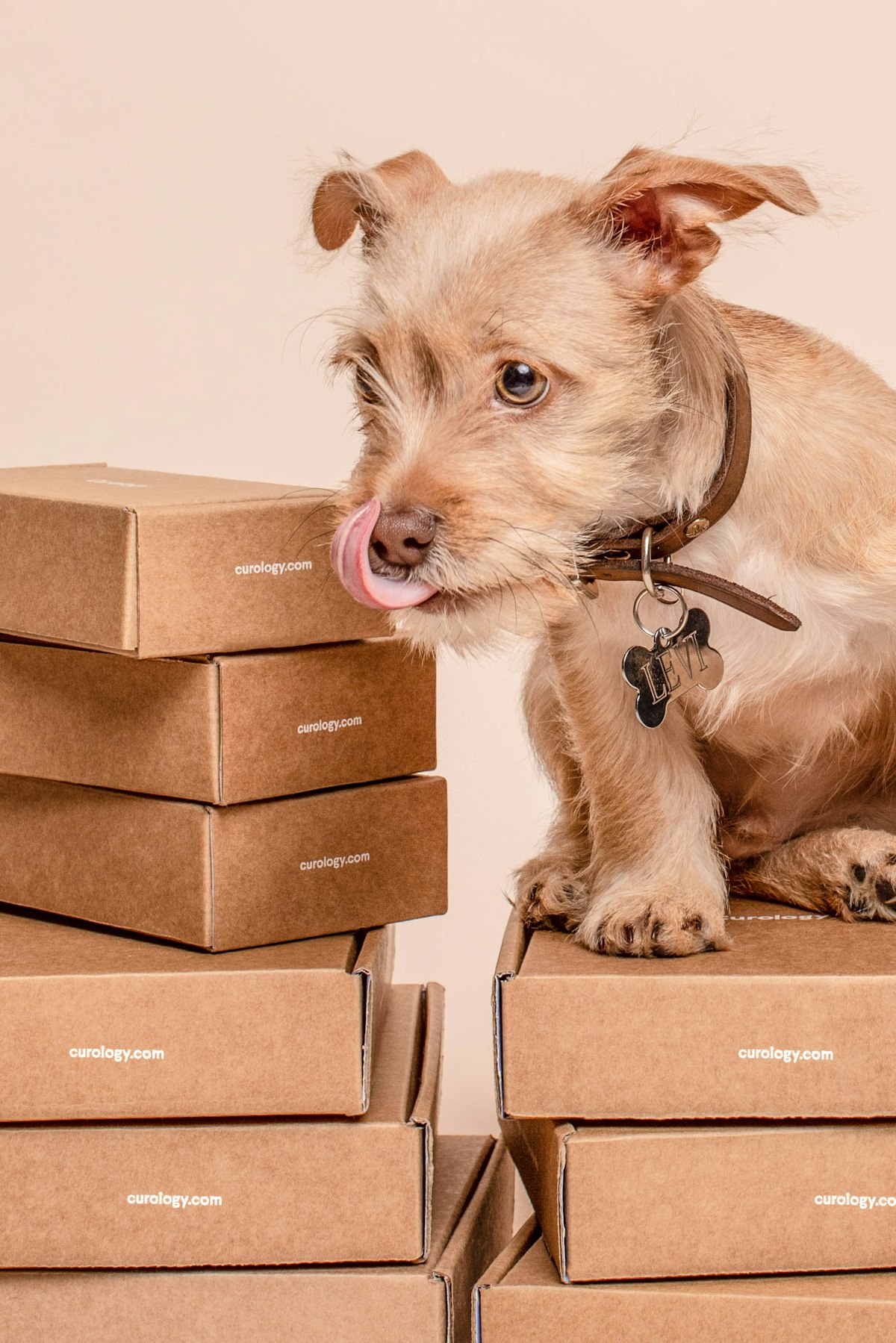 Dog sniffing a stack of cardboard boxes