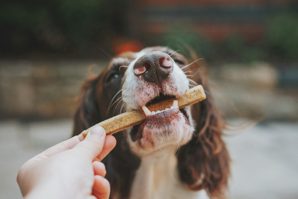 Spaniel taking a treat from a hand
