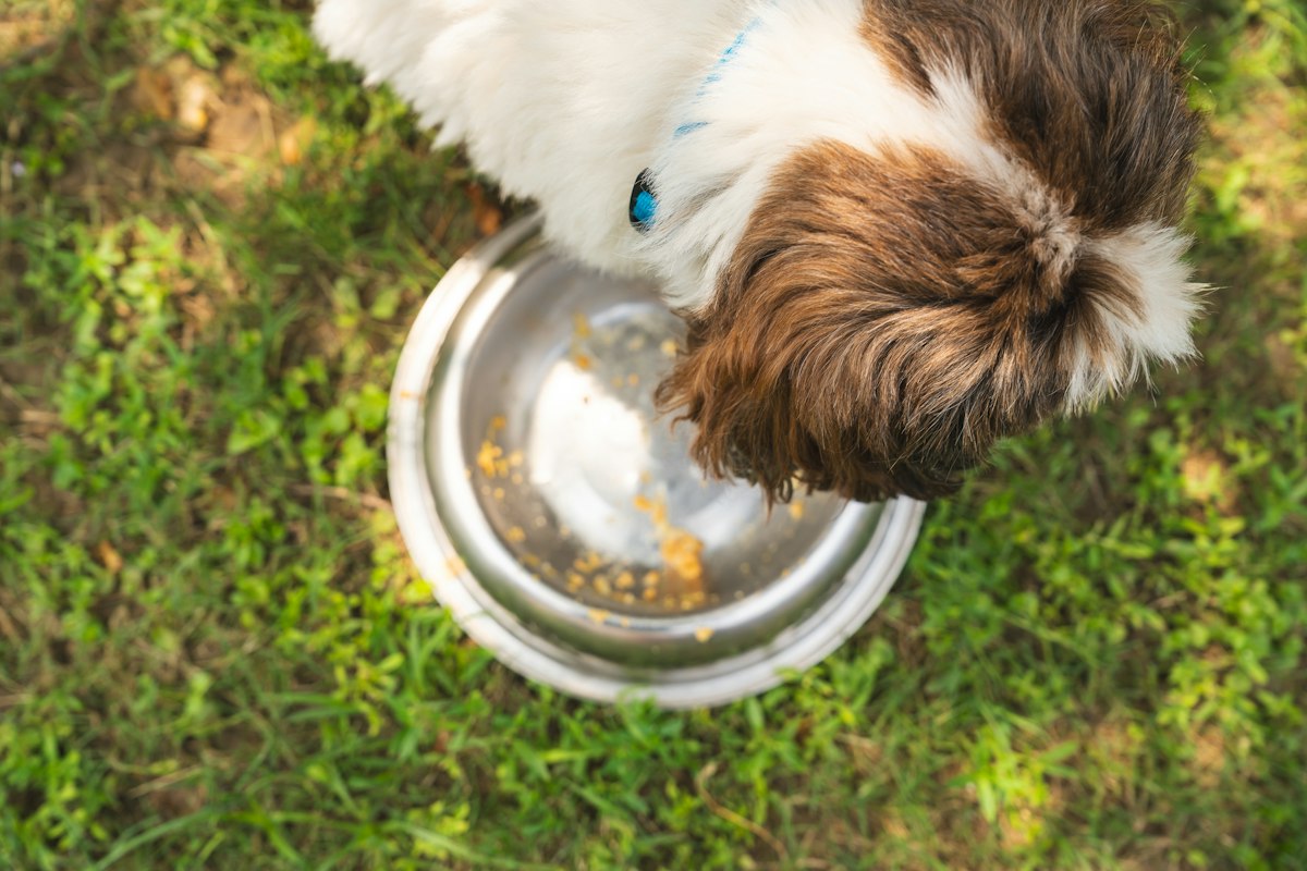 Dog eating from a metal bowl on the grass