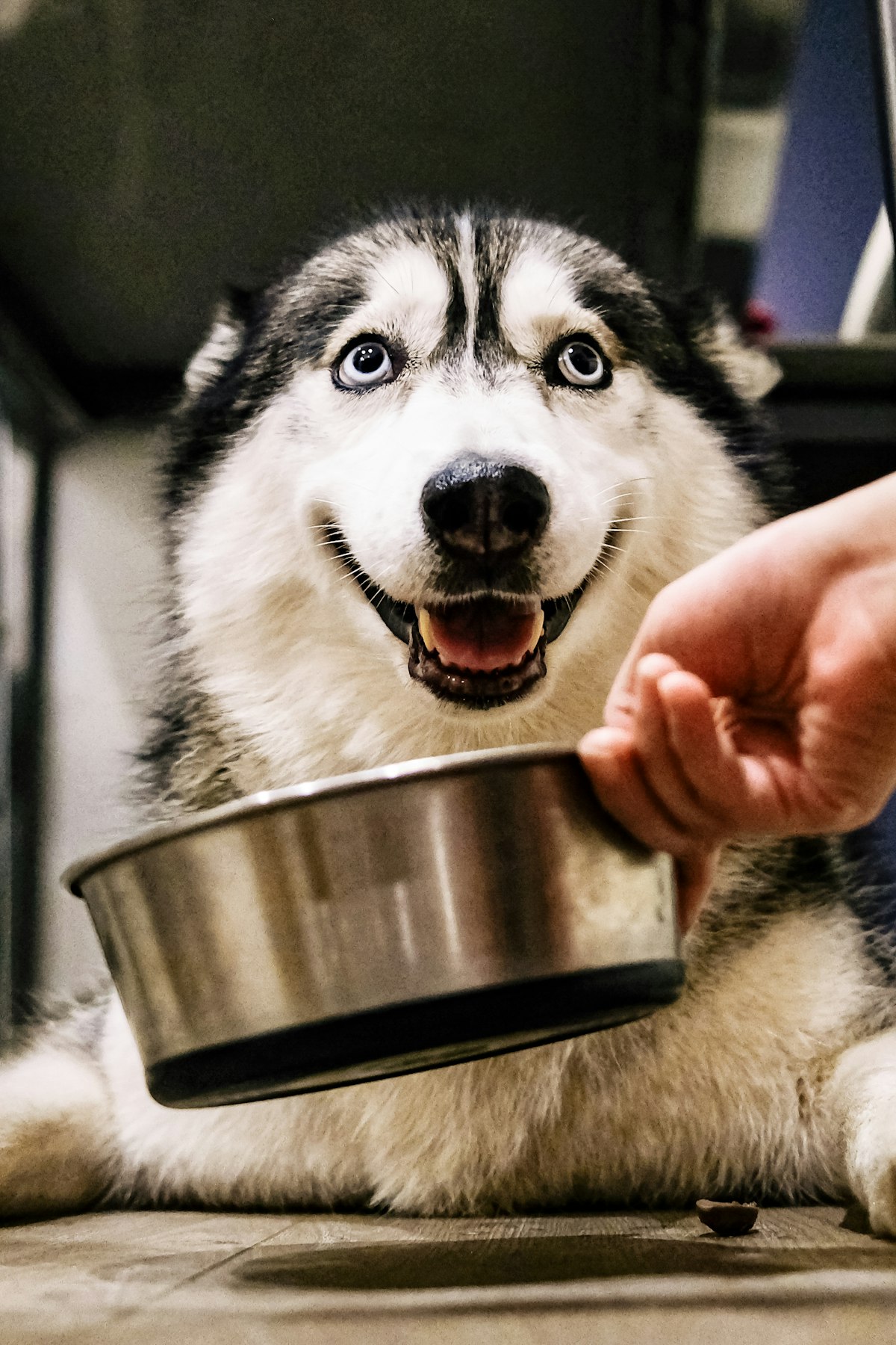 Husky looking up at a metal food bowl
