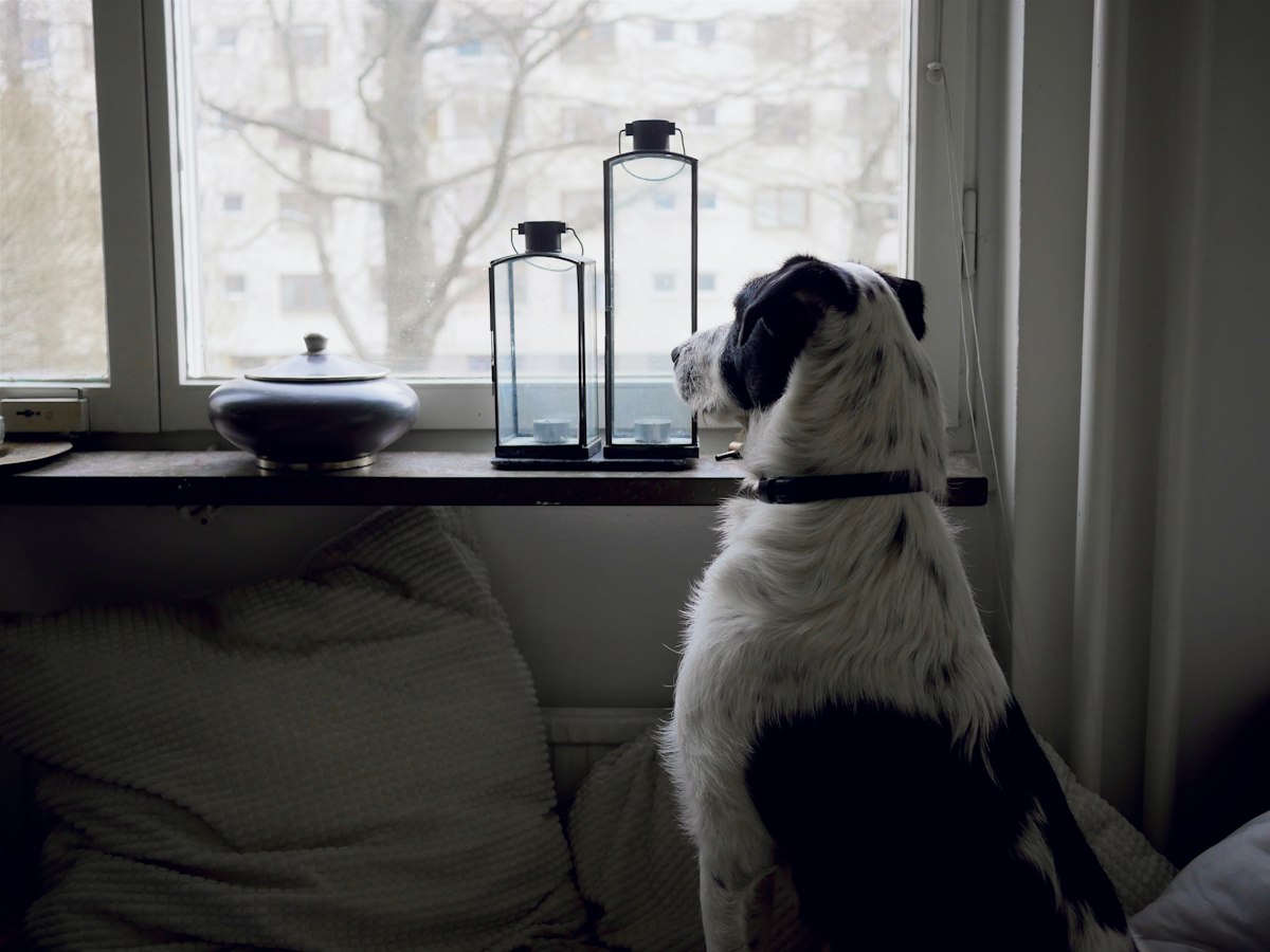 Dog sitting at a window, looking outside
