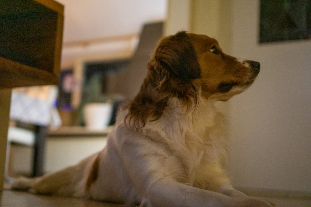 Brown and white dog sitting in a living room