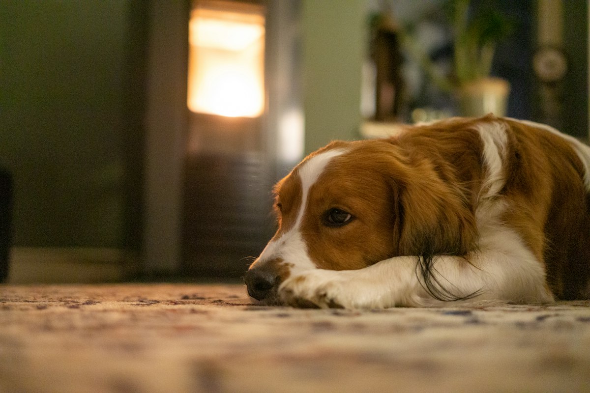 Brown and white dog resting on a living room rug