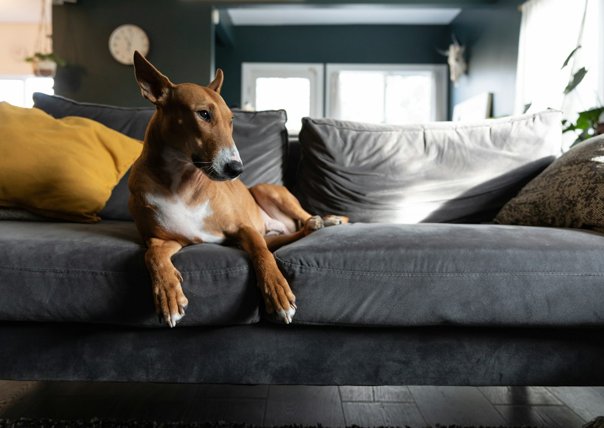 Dog lying on a grey sofa