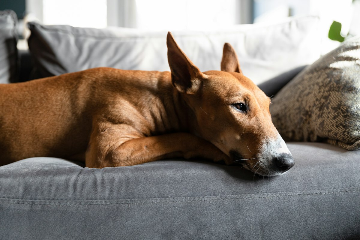 Brown dog resting its head on a grey sofa