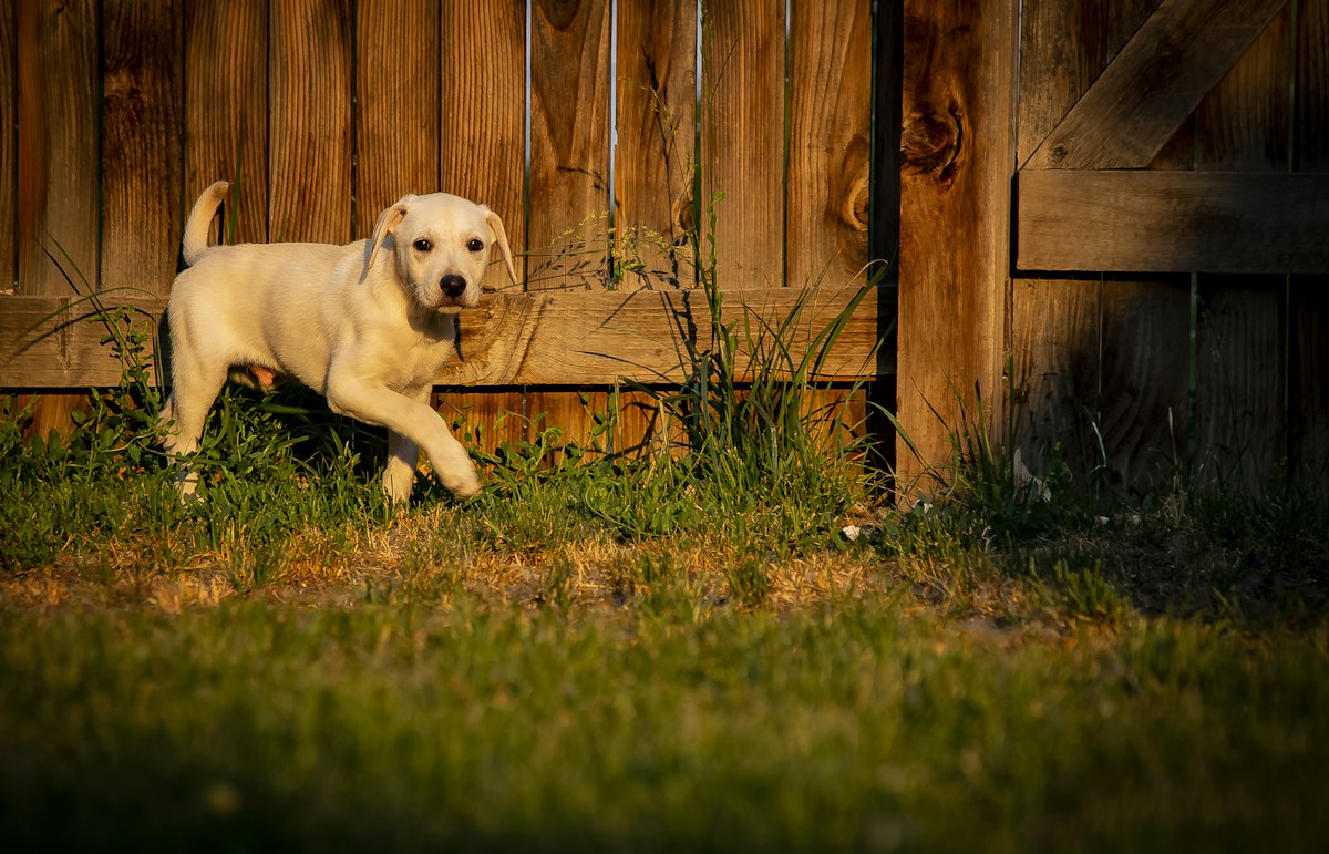 Yellow Labrador standing by a wooden fence