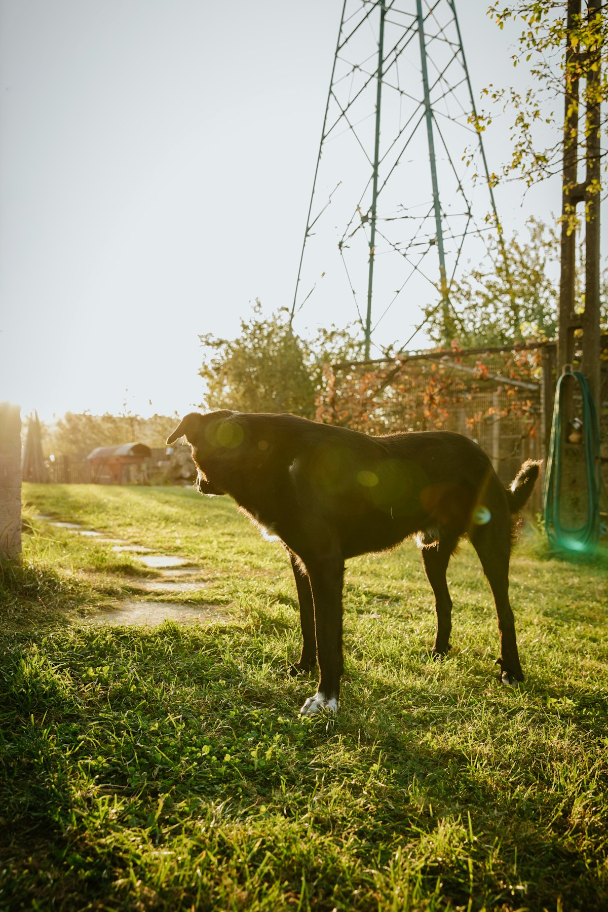 Black dog standing in a grassy yard