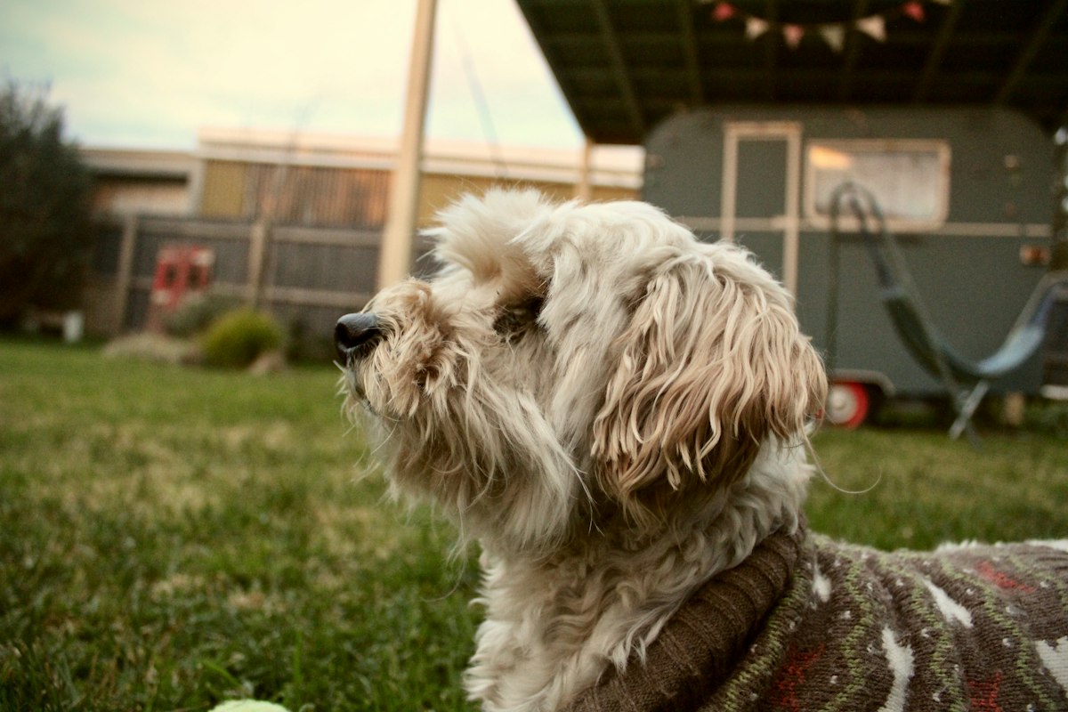 Shaggy dog sitting in a backyard