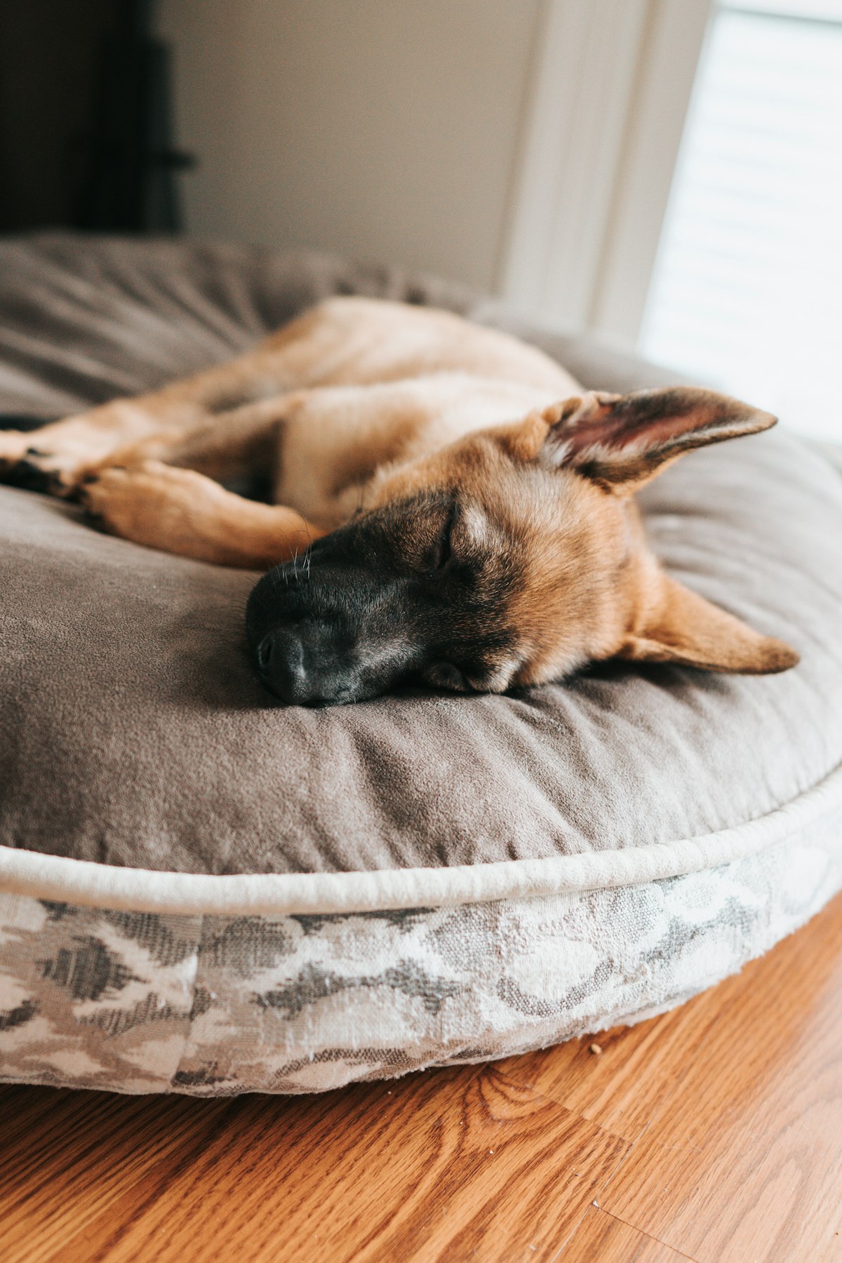 German shepherd asleep on a round dog bed