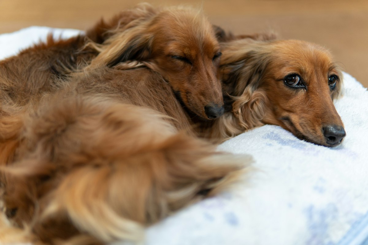 Two dogs sleeping together on a soft bed