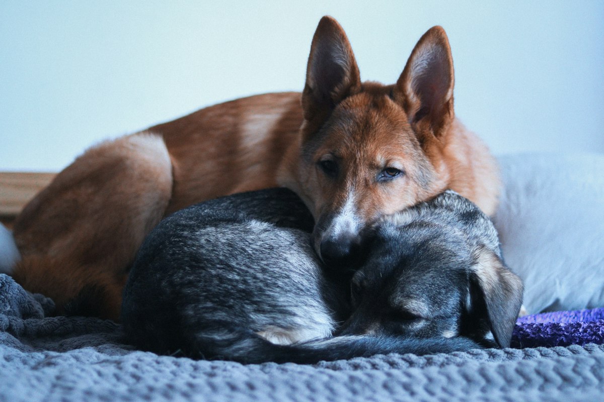 German shepherd lying on a blanket