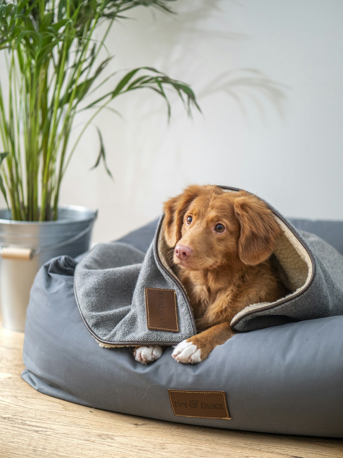 Red-coated dog wrapped in a grey blanket on a dog bed
