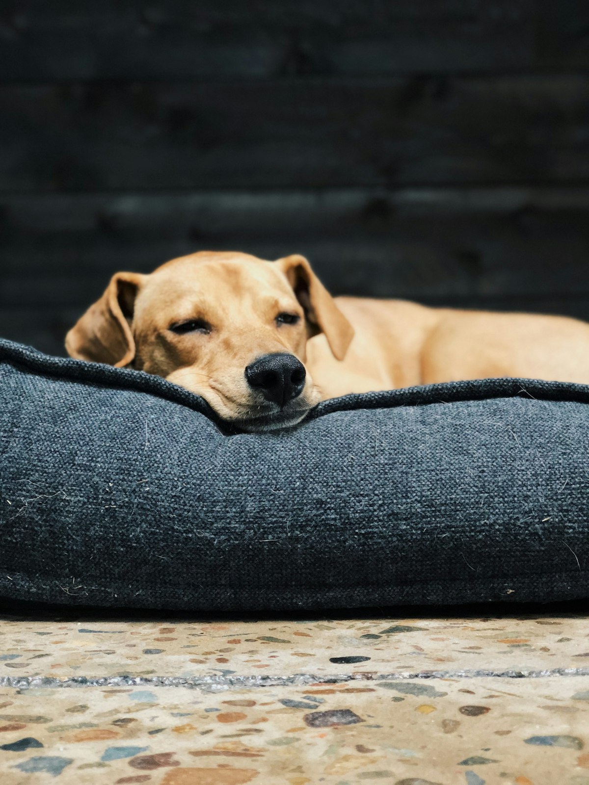 Yellow dog resting on a grey dog bed