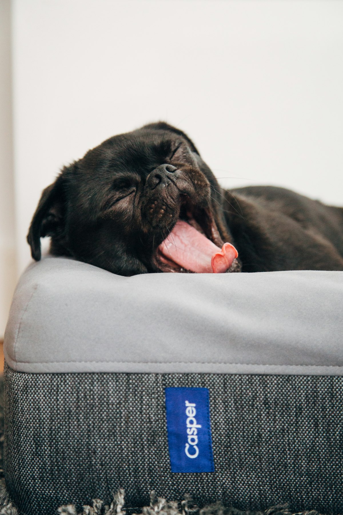 Black dog lying on a dog bed with its tongue out