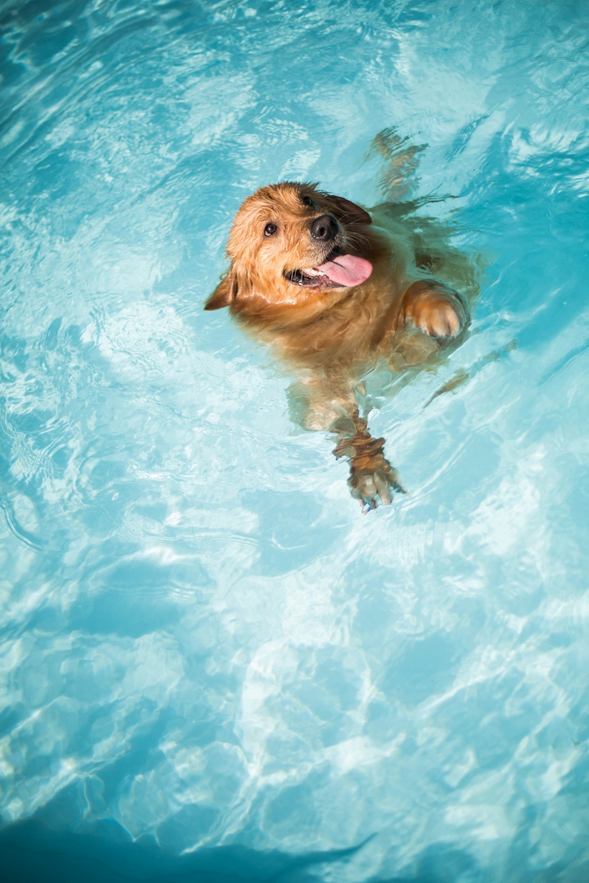Golden retriever swimming underwater in a pool