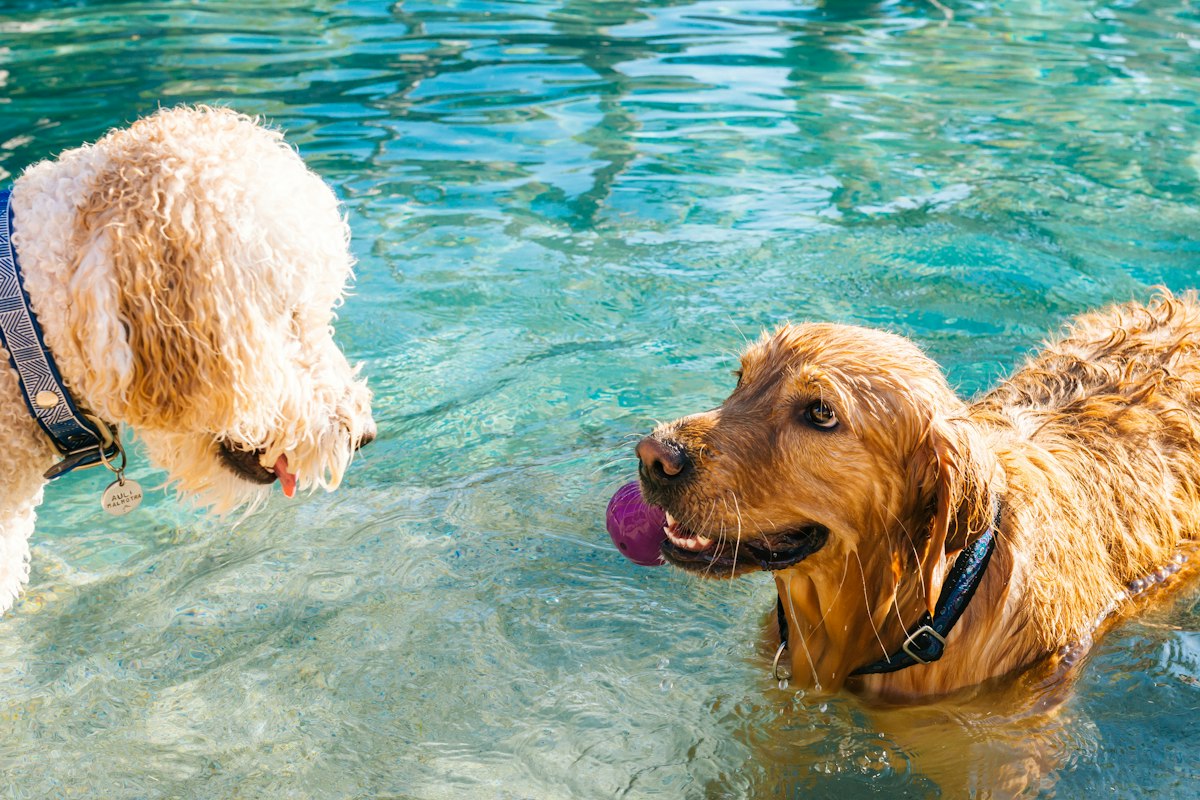Two golden retrievers swimming in a pool