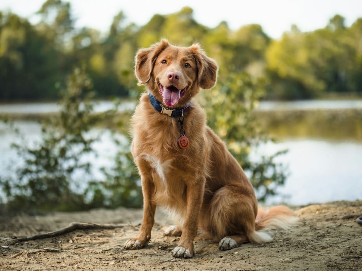 Golden retriever sitting by a lake