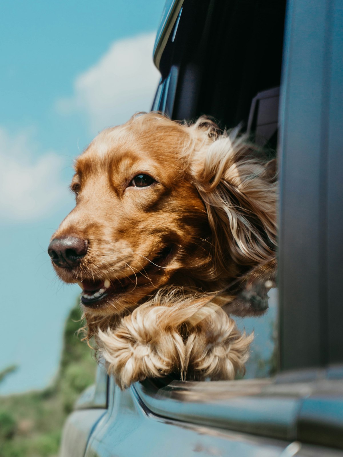 Dog with its head out of a car window