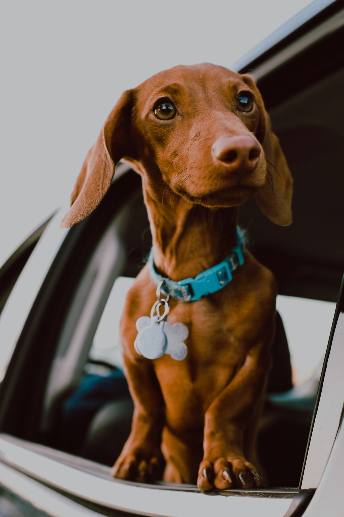 Red-coated dog with a blue collar riding in a car