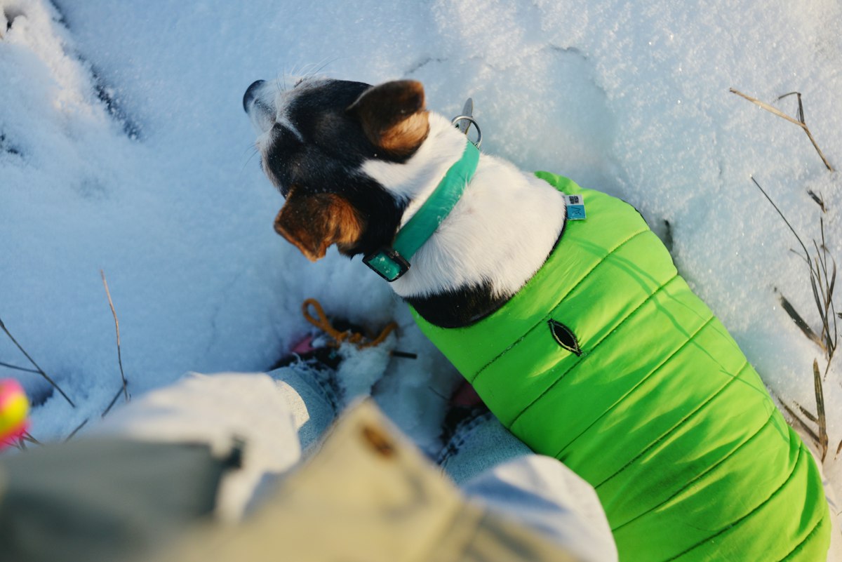 Dog in a green coat lying in the snow