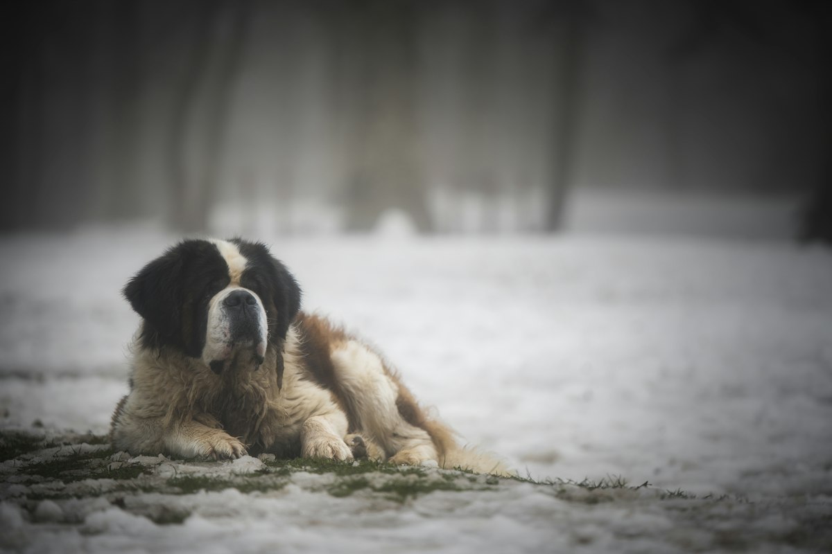 Saint Bernard lying in the snow