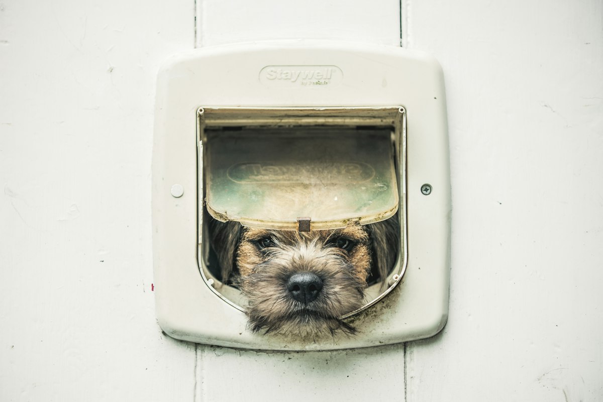 Dog looking through a pet door flap