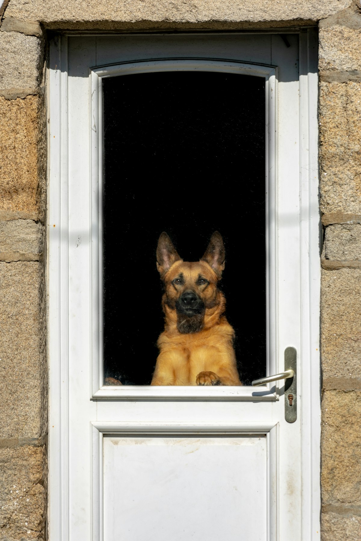 German Shepherd sitting in an open doorway