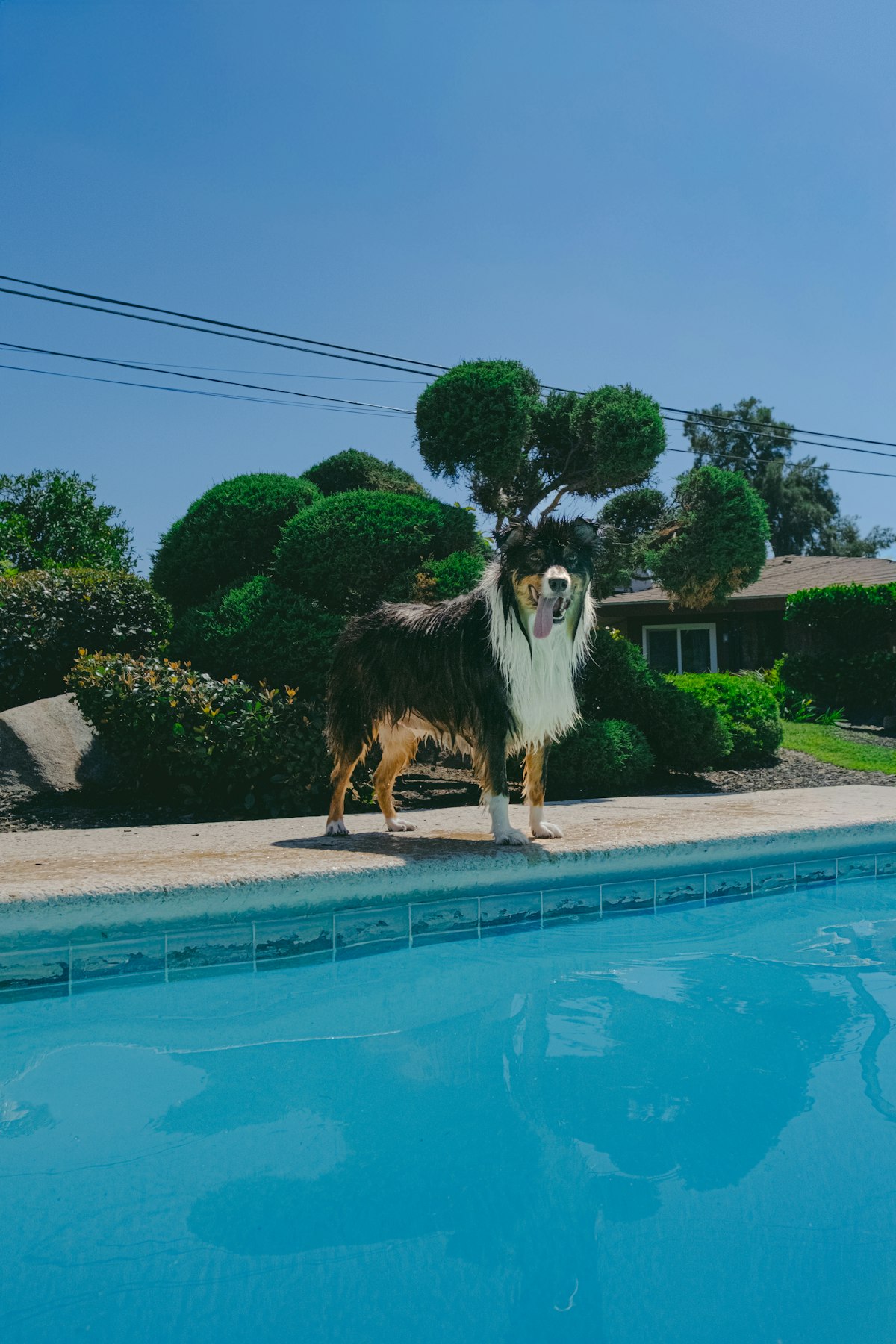 Dog standing beside a backyard pool