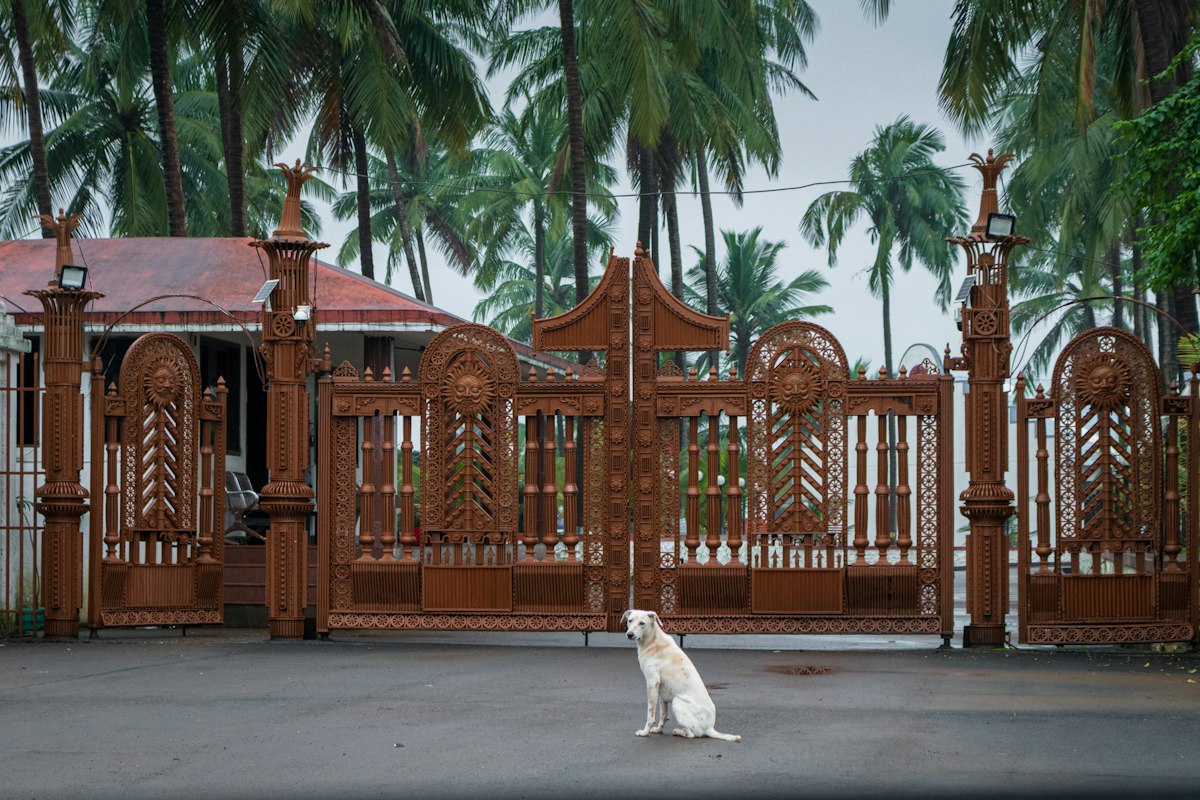Dog sitting in front of an ornate gate