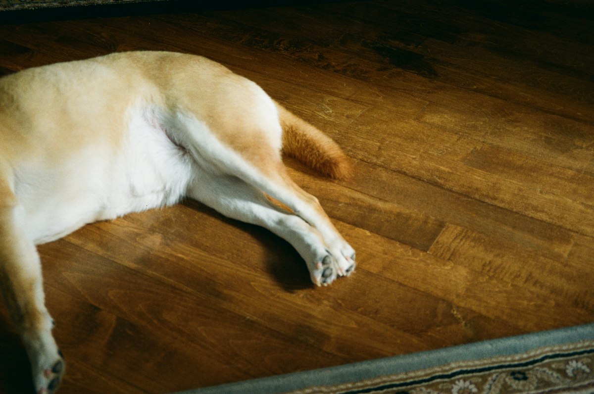Yellow Labrador lying on a wooden floor