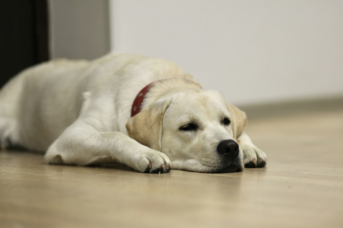 Yellow Labrador resting on a tiled floor