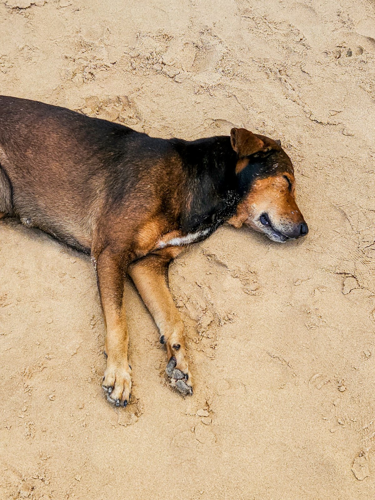 Brown dog stretched out on sand