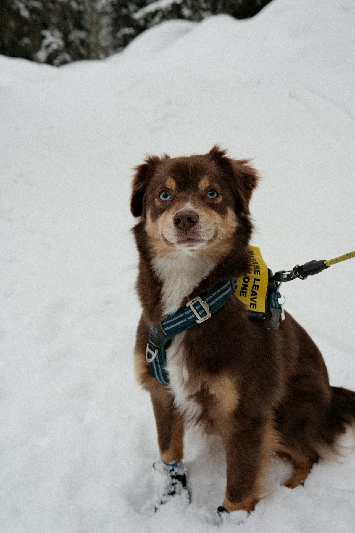 Brown and white dog in a harness on snow