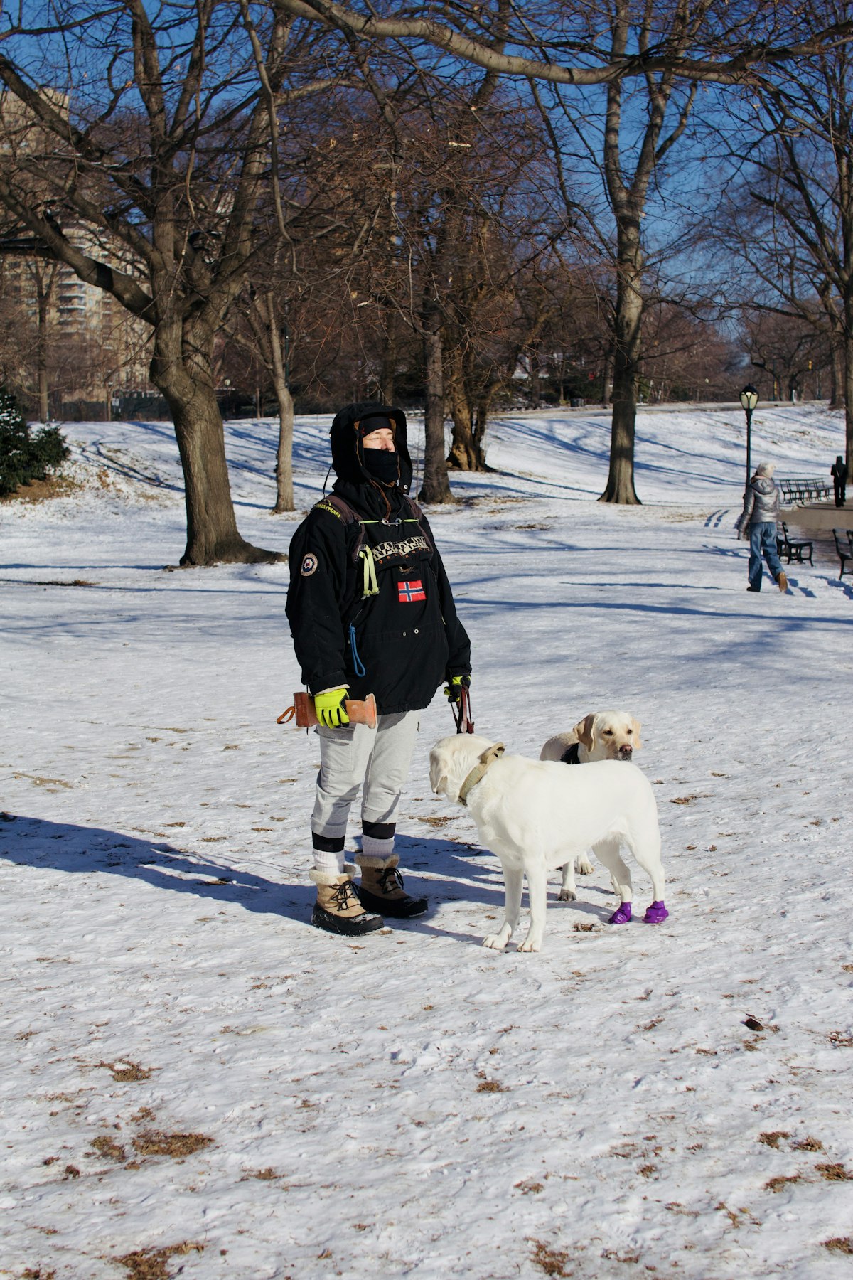 Person walking a white dog through a snowy park