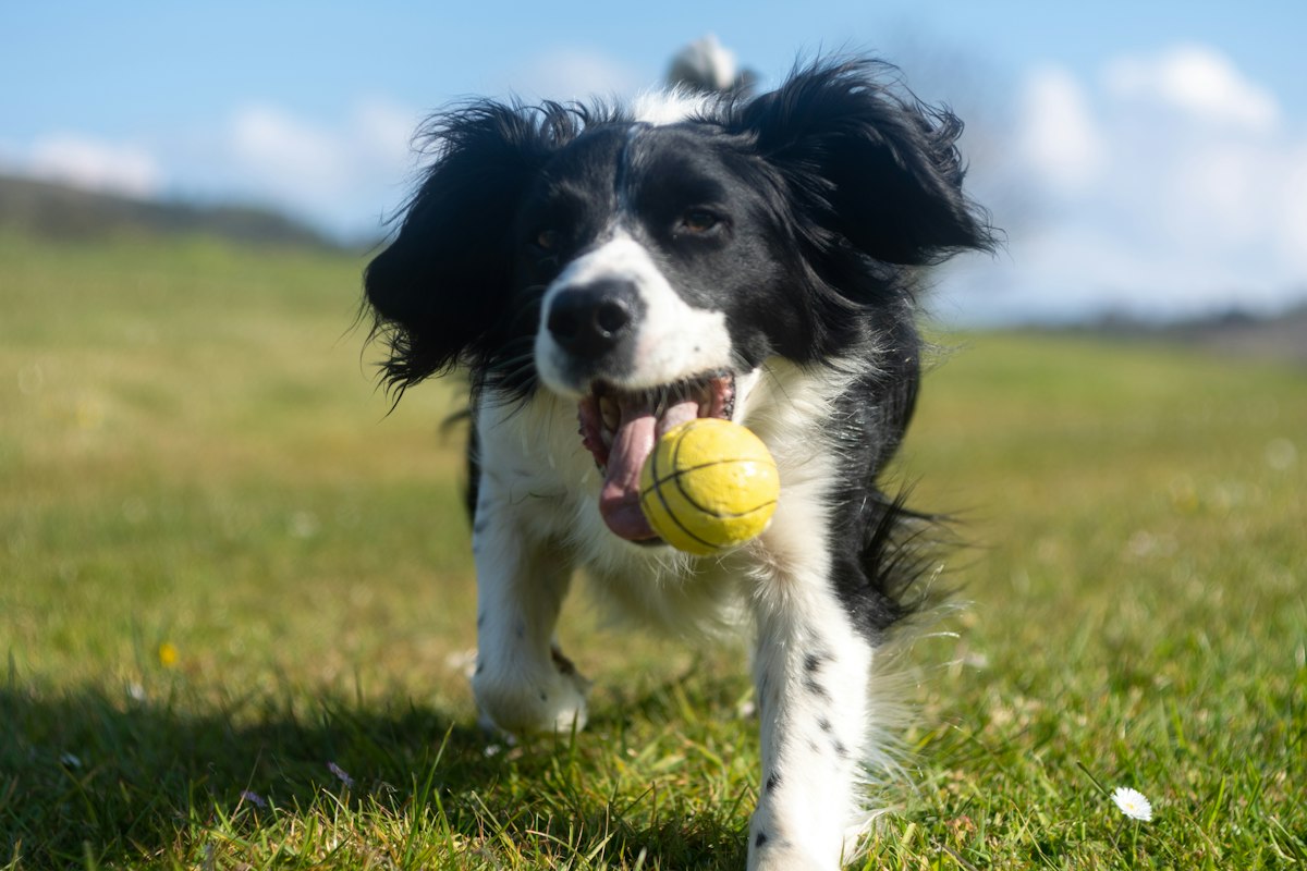 Border collie carrying a yellow ball