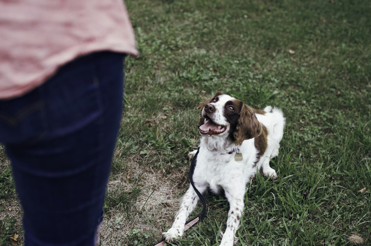 Spaniel sitting beside its owner on the grass