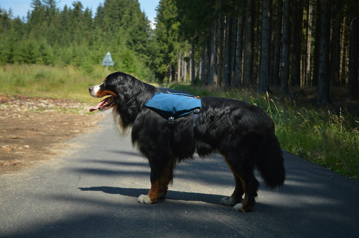 Bernese mountain dog wearing a blue backpack on a forest road