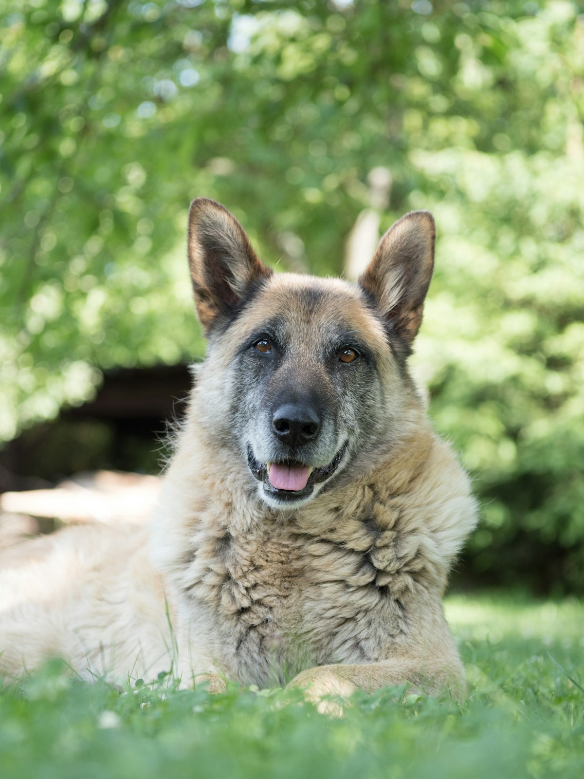 German Shepherd outdoors