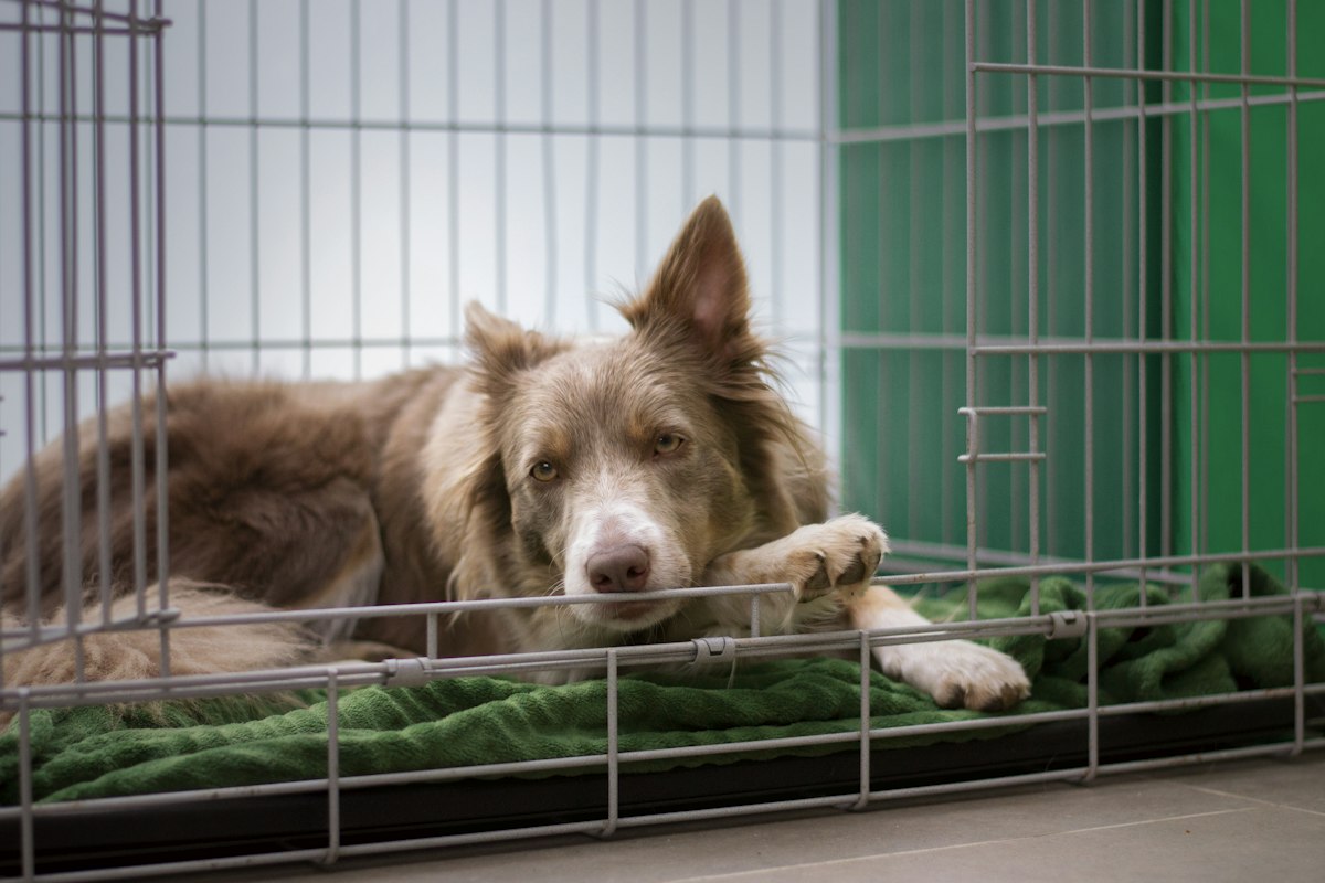 Dog resting inside a wire crate