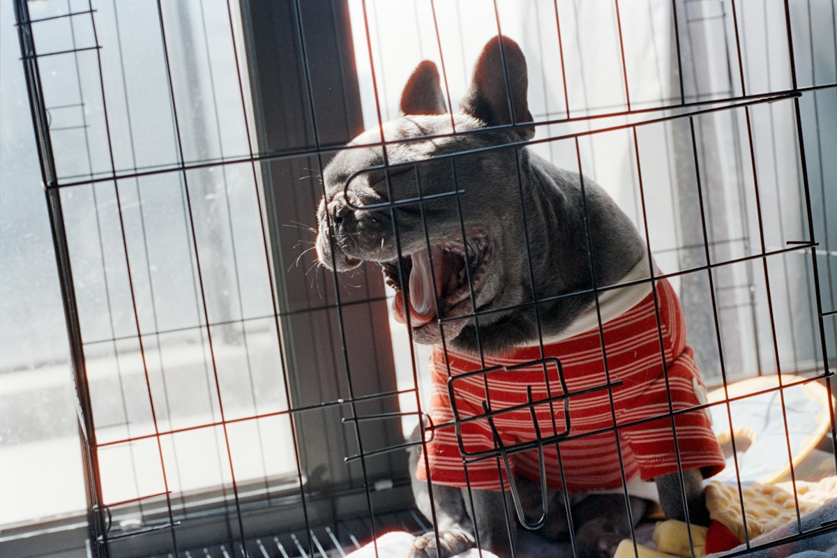 Dog in a red sweater sitting in a wire crate