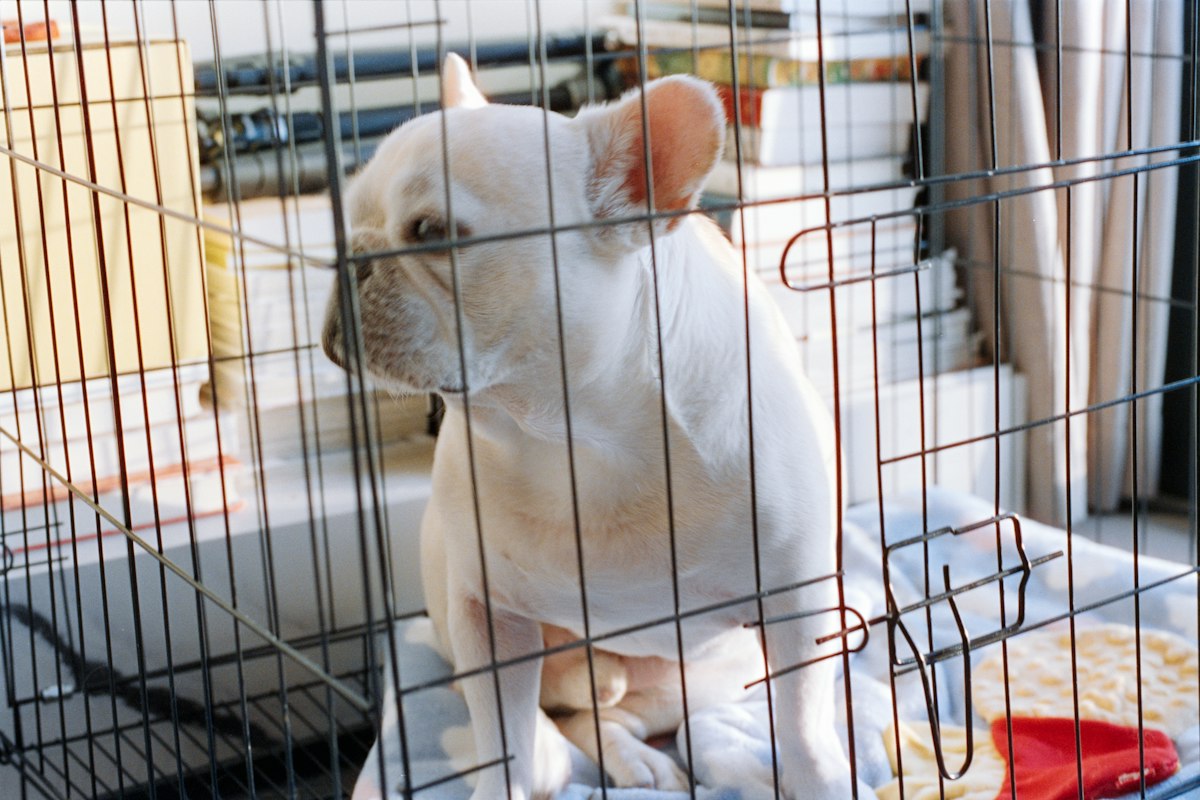 White dog looking out from a wire crate