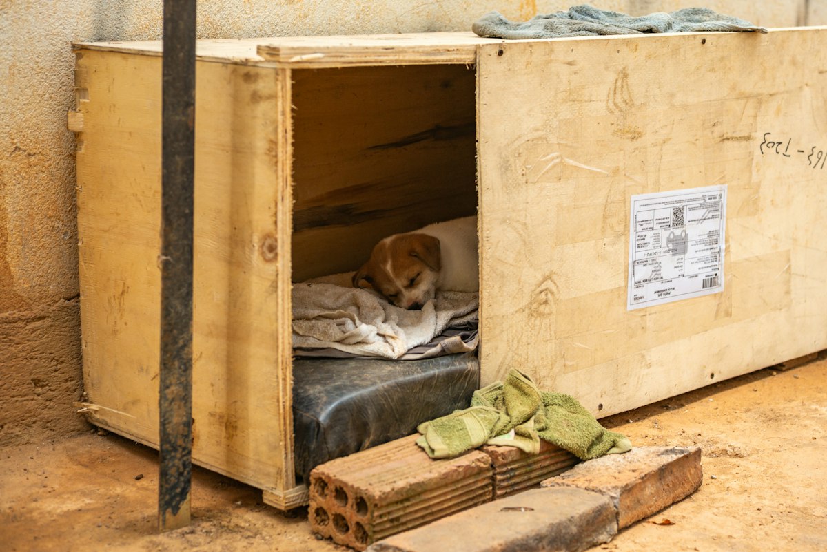 Dog lying inside a wooden kennel