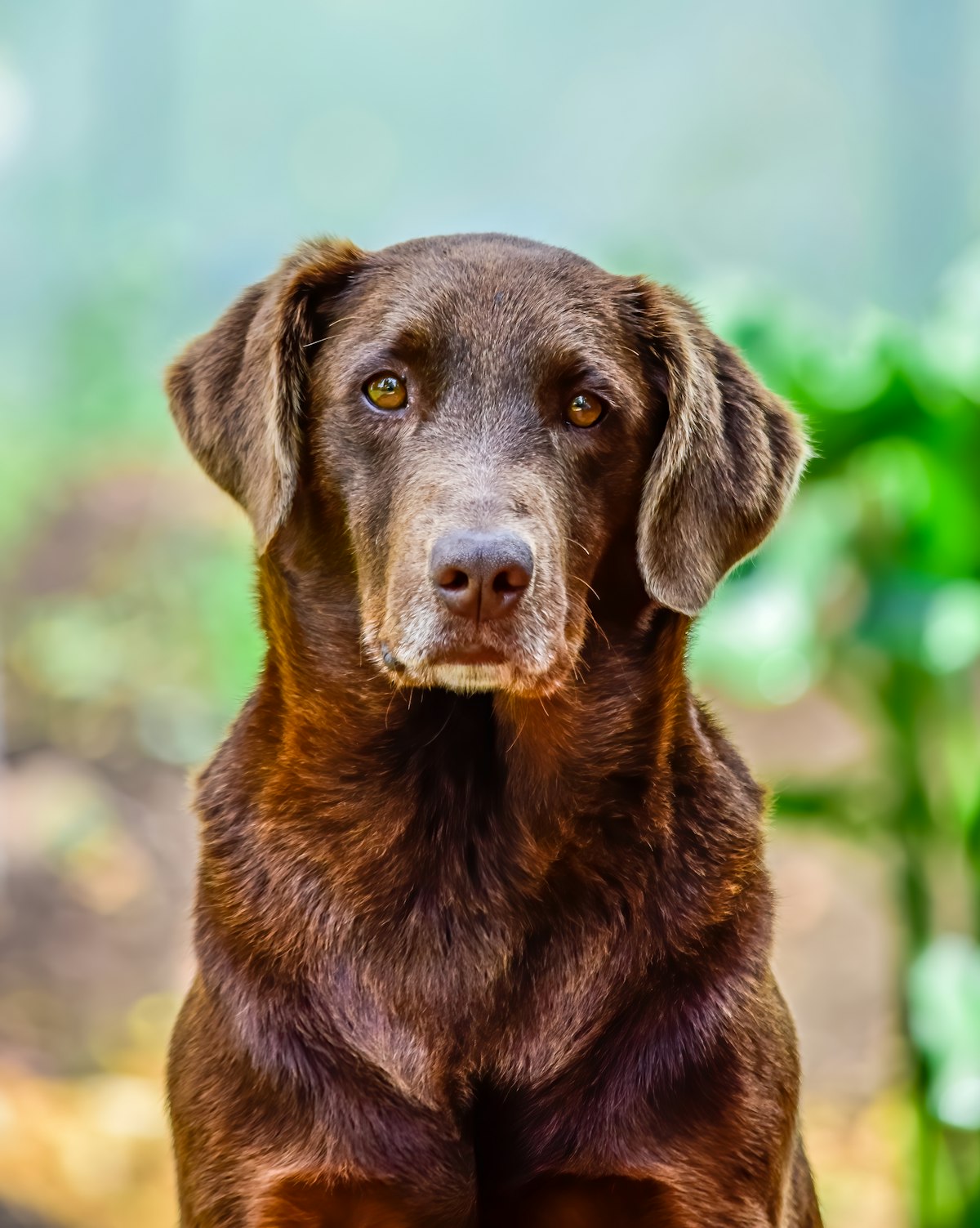 Chocolate Labrador outdoors among green plants