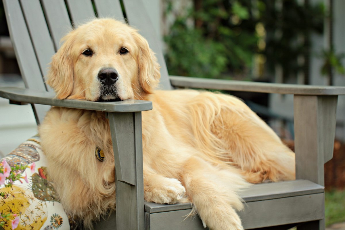 Golden retriever resting on a wooden deck chair