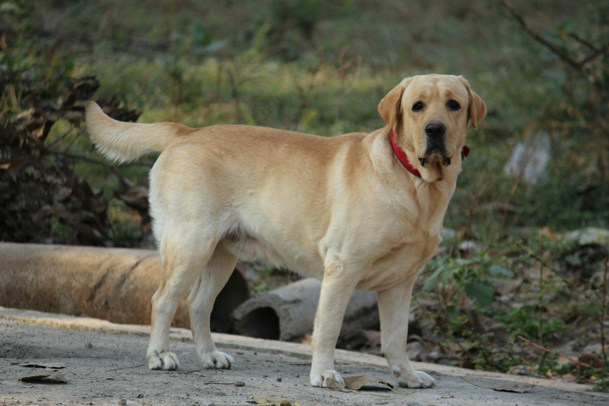 Yellow Labrador retriever standing on a paved road